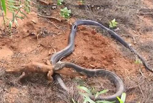 CLIP HOT (8/3): Cầm gạch ném vào cabin ôtô do xung đột khi tham gia giao thông, rắn hổ mang chúa xé xác kỳ đà