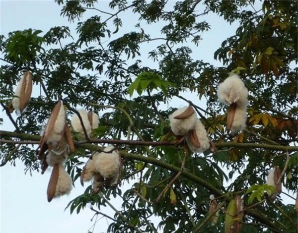 Su that kho ai ngo ve cay bong gon doc dao o VN