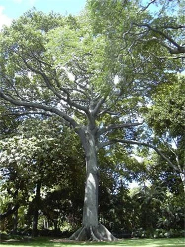 Su that kho ai ngo ve cay bong gon doc dao o VN-Hinh-3