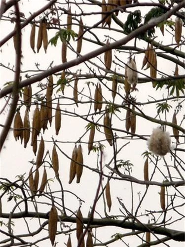 Su that kho ai ngo ve cay bong gon doc dao o VN-Hinh-4