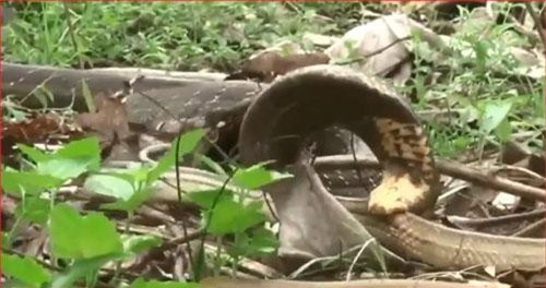 CLIP: Rắn hổ mang hạ con mồi trong tích tắc