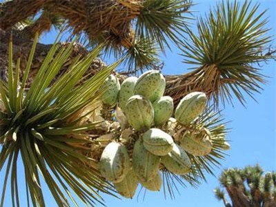 Loài cây mọc siêu chậm, cả năm 3cm và lý do bất ngờ