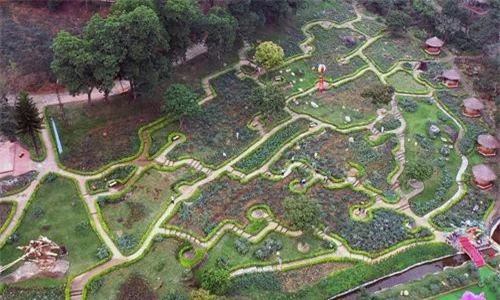 Toàn cảnh vườn hồng lớn nhất Việt Nam. Ảnh: vnexpress.
