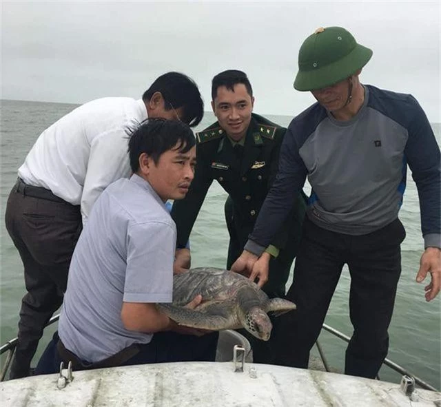 Ngư dân giao nộp rùa quý để thả về biển  - 1