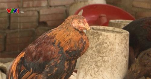 Bùng phát 2 ổ dịch cúm A/H5N6 trên gia cầm tại Quảng Nam