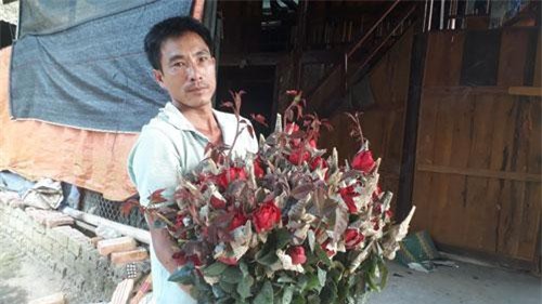 Sơn La: Trồng hoa hồng nơi phố núi, "rinh" gần 1 tỷ mỗi năm