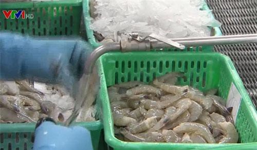 Thiếu nguyên liệu, nhiều nhà máy chế biến tôm ở ĐBSCL hoạt động 50% công suất