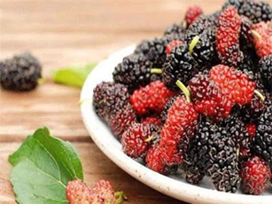 Công dụng tuyệt vời của dâu tằm