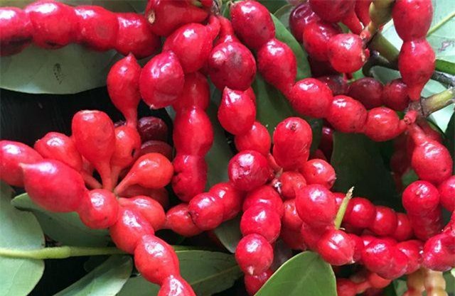 Khám phá thú vị cây chùm chày gắn bó trẻ thơ Việt Nam