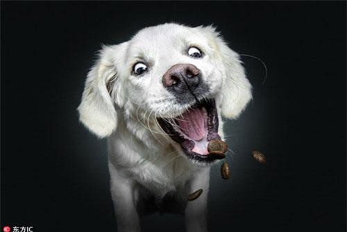 Biểu cảm "làm bạn cười vang" của loài chó khi được cho ăn
