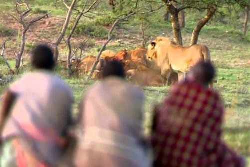 Clip: 3 anh chàng thổ dân liều mạng cướp mồi của sư tử