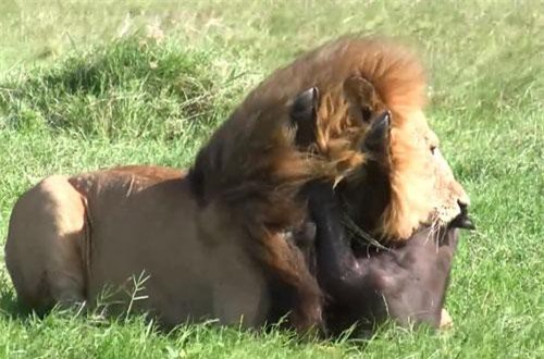 CLIP: Trâu rừng con chết thảm dưới nanh vuốt sư tử