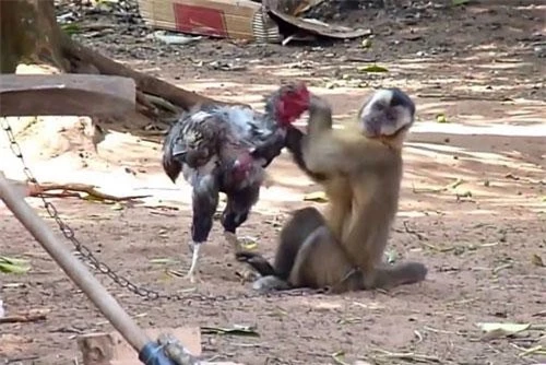 Bị ôm chặt đầu nên gà chọi không thể ra đòn với khỉ.