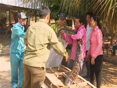 Thả 2 con trăn đất nặng gần 80kg về Vườn quốc gia Tràm Chim