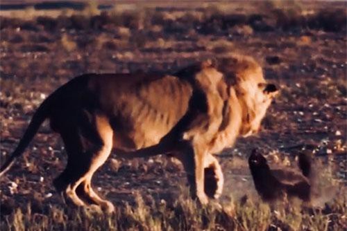 Clip: Sư tử ‘chùn chân’ trước sự kiên cường của lửng mật