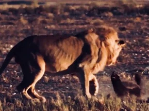 Clip: Sư tử ‘chùn chân’ trước sự kiên cường của lửng mật