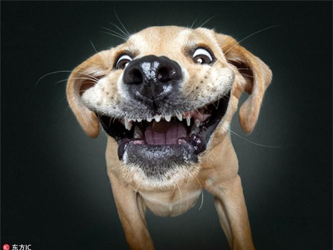 Chú chó có khuôn mặt gây cười - VnExpress