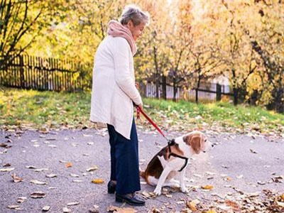 Dắt chó đi bộ có thể tăng nguy cơ chấn thương cho người cao tuổi
