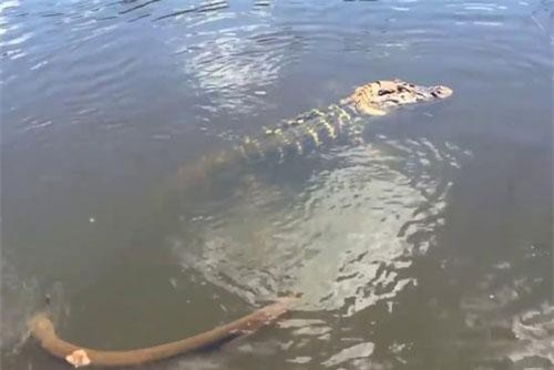 Clip: Cá sấu trả giá đắt cho việc cướp cá của cần thủ