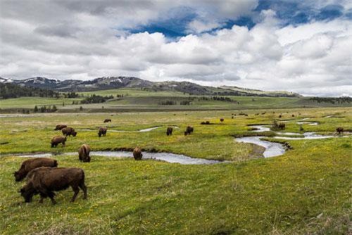 Thổ dân Mỹ cứu loài bò rừng sống sót từ Kỷ băng hà khỏi tuyệt chủng