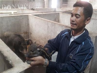 Ninh Bình: Nuôi lợn rừng chỉ cho ăn cây chuối, rau muống, kiếm nửa tỷ/năm