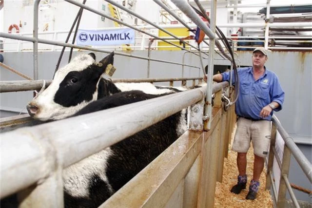 Vinamilk tiếp tục nhập hơn 16.00 con bò sữa HF và A2 từ Mỹ cho trang trại thứ 12 tại Việt Nam - Ảnh 1.
