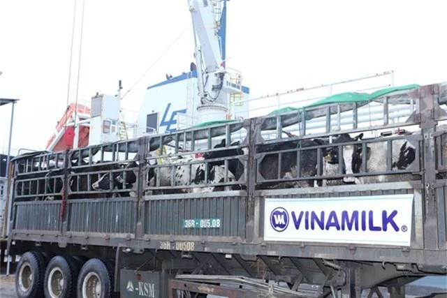 Vinamilk tiếp tục nhập hơn 16.00 con bò sữa HF và A2 từ Mỹ cho trang trại thứ 12 tại Việt Nam - Ảnh 2.