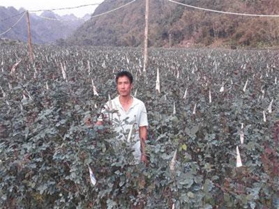 Sơn La: Trồng hoa hồng nơi phố núi, anh Vinh 'rinh' gần 1 tỷ mỗi năm