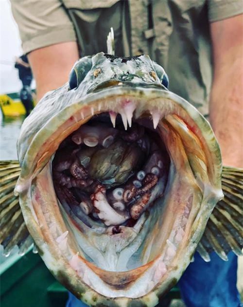 Câu được cá "khủng", hãi hùng với sinh vật kinh dị trong mồm