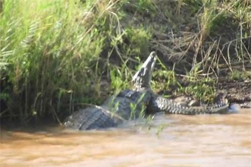 Clip: Cá sấu tàn sát lẫn nhau gây ám ảnh 