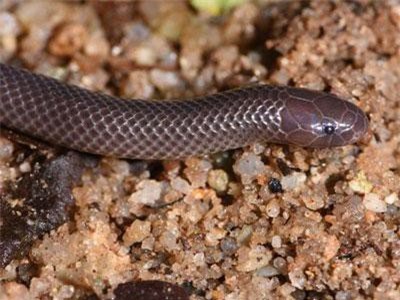 Phát hiện loài rắn mới tấn công ngang