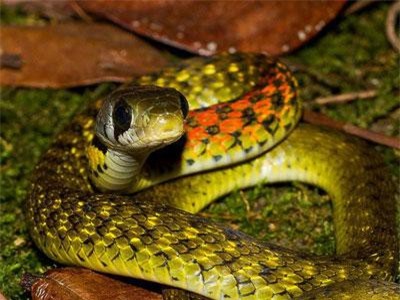 Ngắm vẻ đẹp 'tử thần' của loài rắn bảy màu Việt Nam