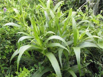 Cây bồ công anh - Bài thuốc giải độc, tiêu viêm