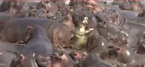 CLIP: Cá sấu bị hà mã đoạt mạng