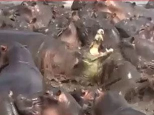 CLIP: Cá sấu bị hà mã đoạt mạng