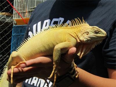 An Giang: 'Chàng mập' nuôi loài rồng thích vuốt ve, kiếm bộn tiền