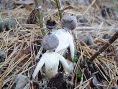 Phát hiện loài nấm hình người ở Anh