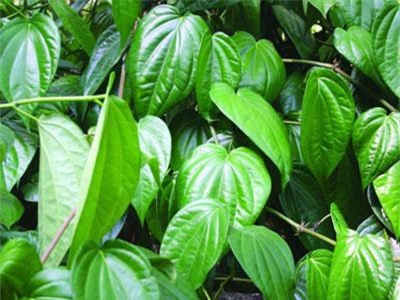 Tác dụng chữa bệnh 'thần kỳ' của lá trầu không