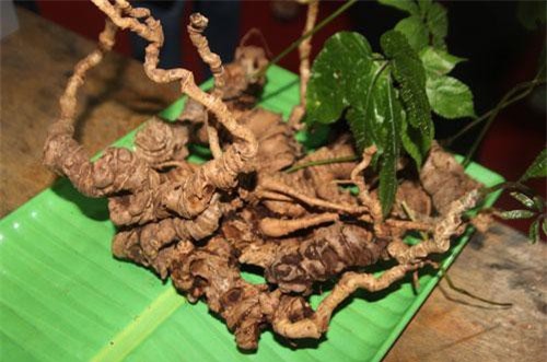 Quảng Nam: Người Xê Đăng đổi đời nhờ sâm Ngọc Linh