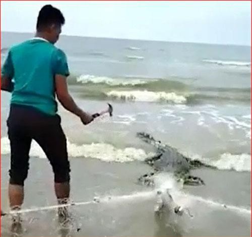 CLIP: Dùng búa đinh hạ sát cá sấu