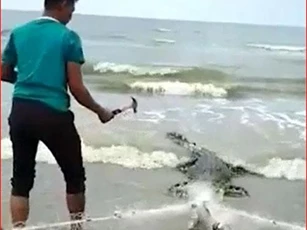 CLIP: Dùng búa đinh hạ sát cá sấu