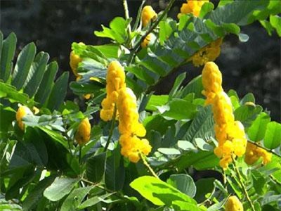 Muồng trâu: Dược liệu trị táo bón, hắc lào