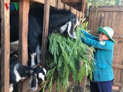 Làm giàu nhờ nuôi dê lấy thịt ở Đắk Lắk