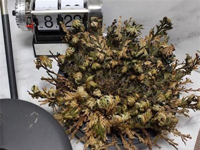 Cận cảnh loài cây sa mạc có thể… tự hồi sinh