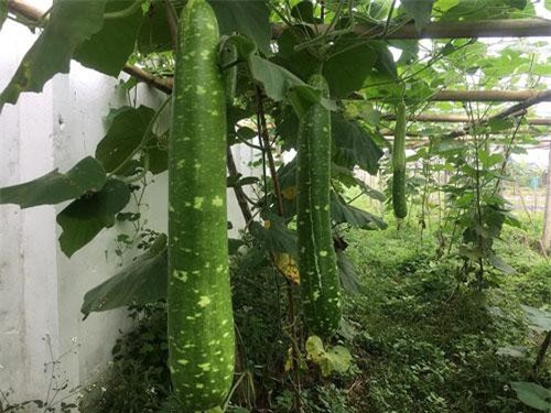 Dùng nhà màng trồng bầu cảnh đẹp như tranh, từ lỗ thành lời