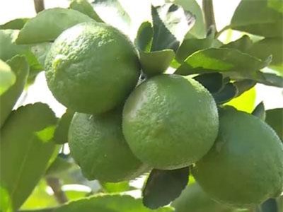 Công dụng tuyệt vời của Chanh