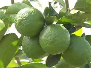 Công dụng tuyệt vời của Chanh