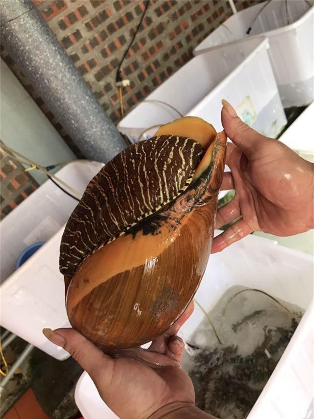 Ốc tu lơn là con gì mà nửa triệu/kg, 6 người ăn không hết?