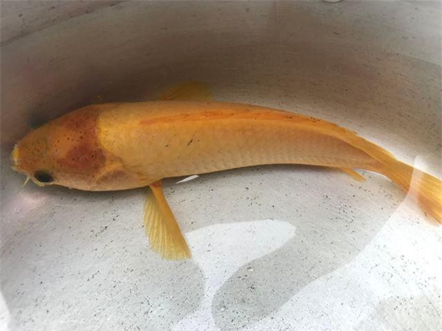 Bắt được cá rô toàn thân vàng óng tuyệt đẹp