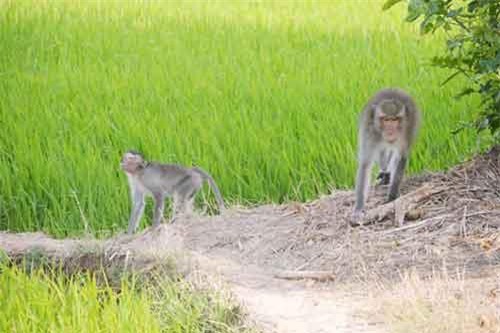 Tiếp tục tìm bắn con khỉ hoang cắn 2 bé trai